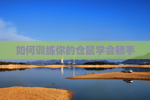 如何训练你的仓鼠学会躺手