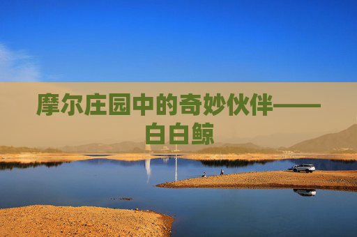 摩尔庄园中的奇妙伙伴——白白鲸 摩尔庄园中的奇妙伙伴——白白鲸